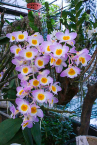 lưới thái
